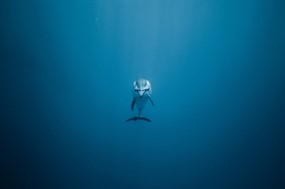 蓝色大海可爱海豚图片